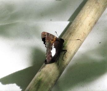 Epargyreus clarus
